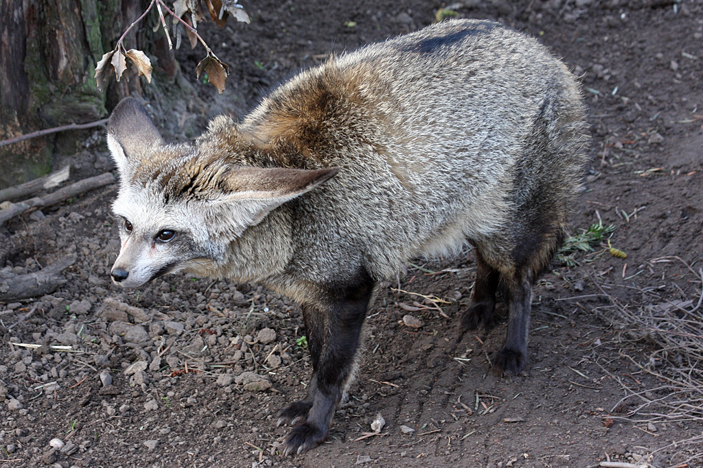 Bat Eared Fox at Reaseheath - 03/03/2012