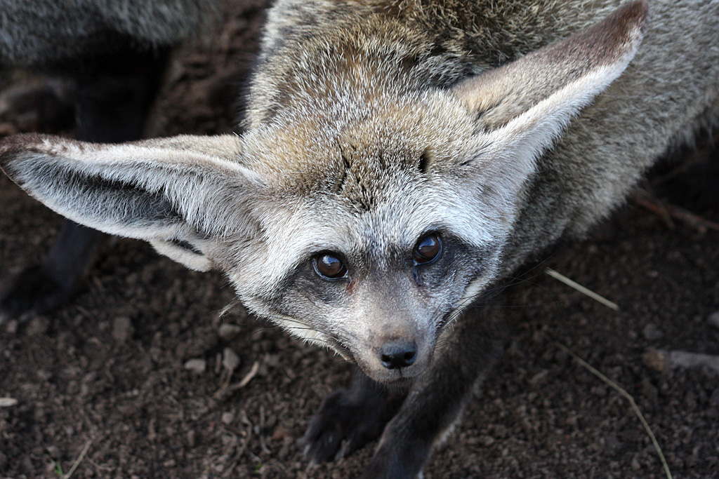 Bat Eared Fox at Reaseheath - 3/3/12