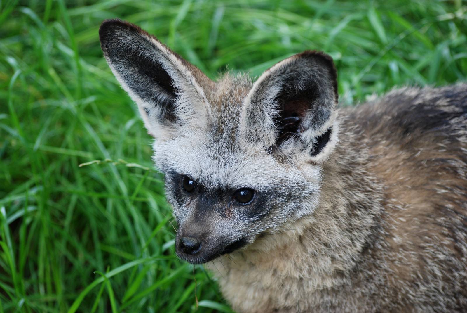 Bat-eared Fox at Twycross, 01/07/12