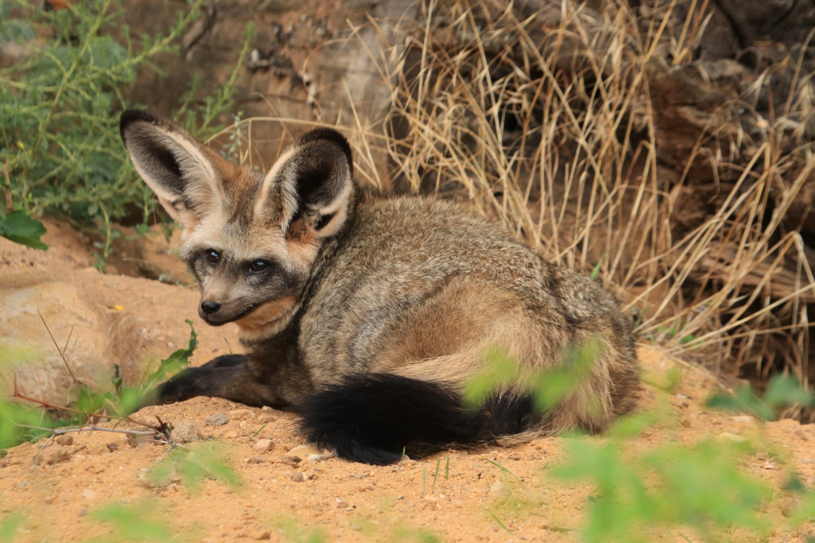 Bat-eared Fox (August 2019)