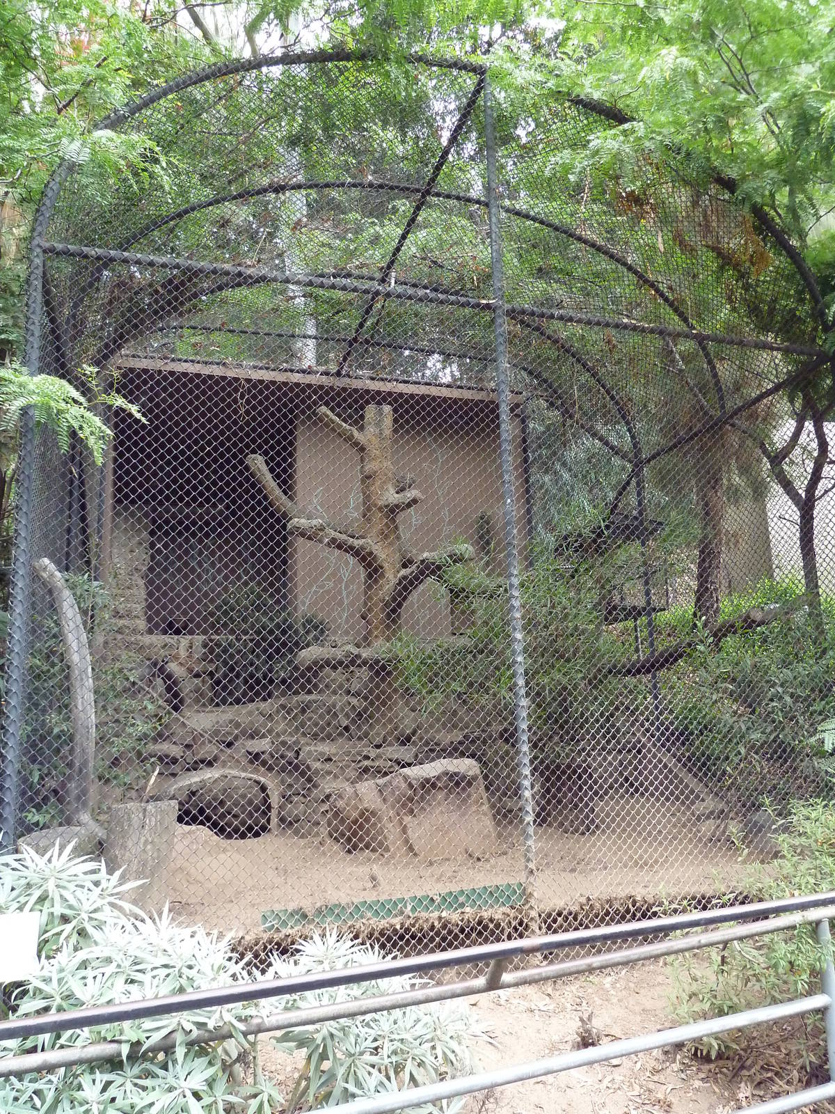 Bat-Eared Fox Cage