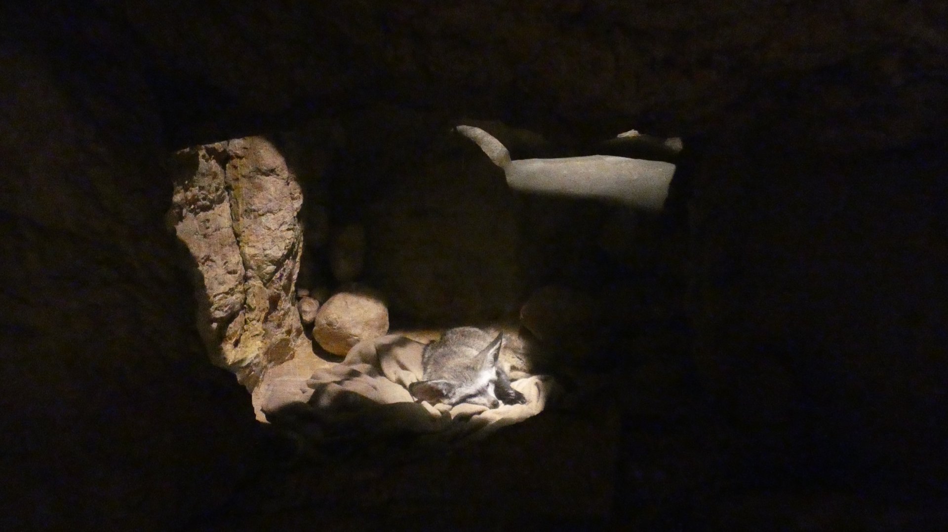 Bat Eared Fox "Den", Desert's Edge - Sep. 2021