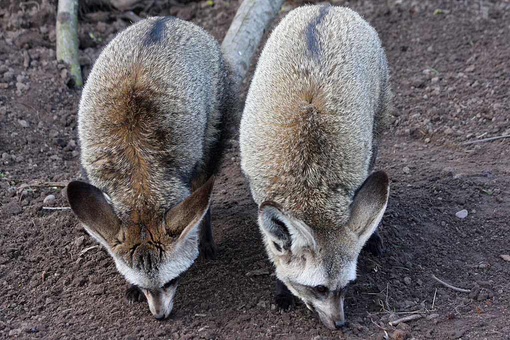 Bat Eared Fox duo at Reaseheath - 03/03/12