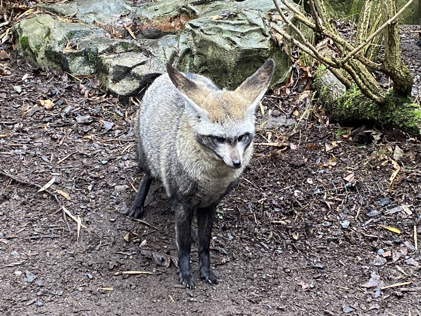Bat-eared fox (ears backward) 160122