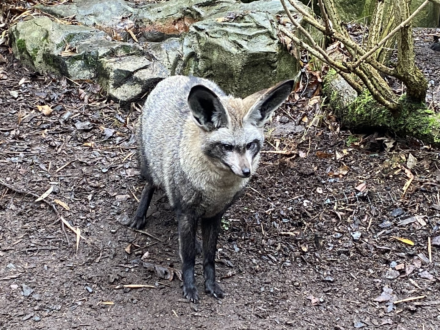 Bat-eared fox (ears forward) 160122