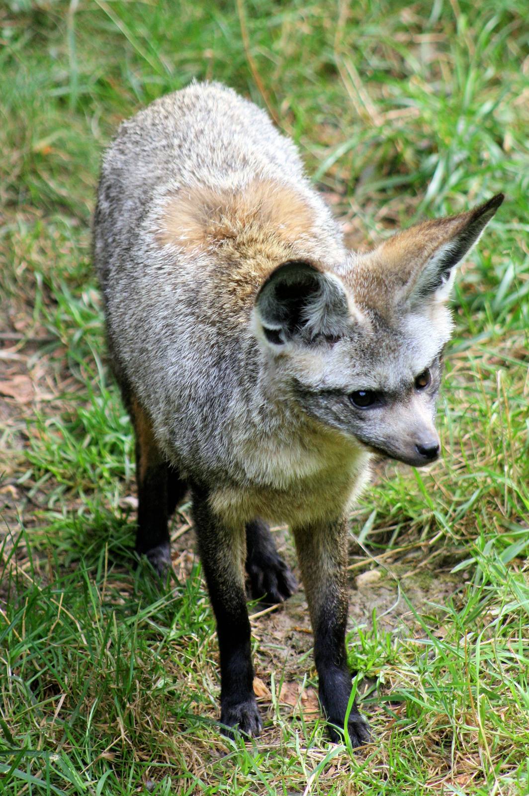 Bat-eared fox (East African form); Plzen; 2nd September 2012