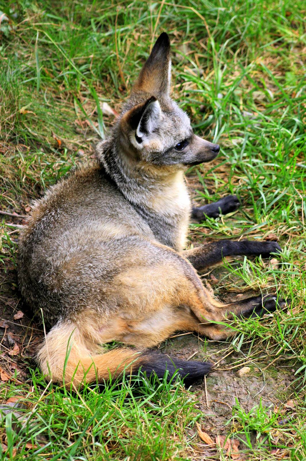 Bat-eared fox (East African form); Plzen; 2nd September 2012
