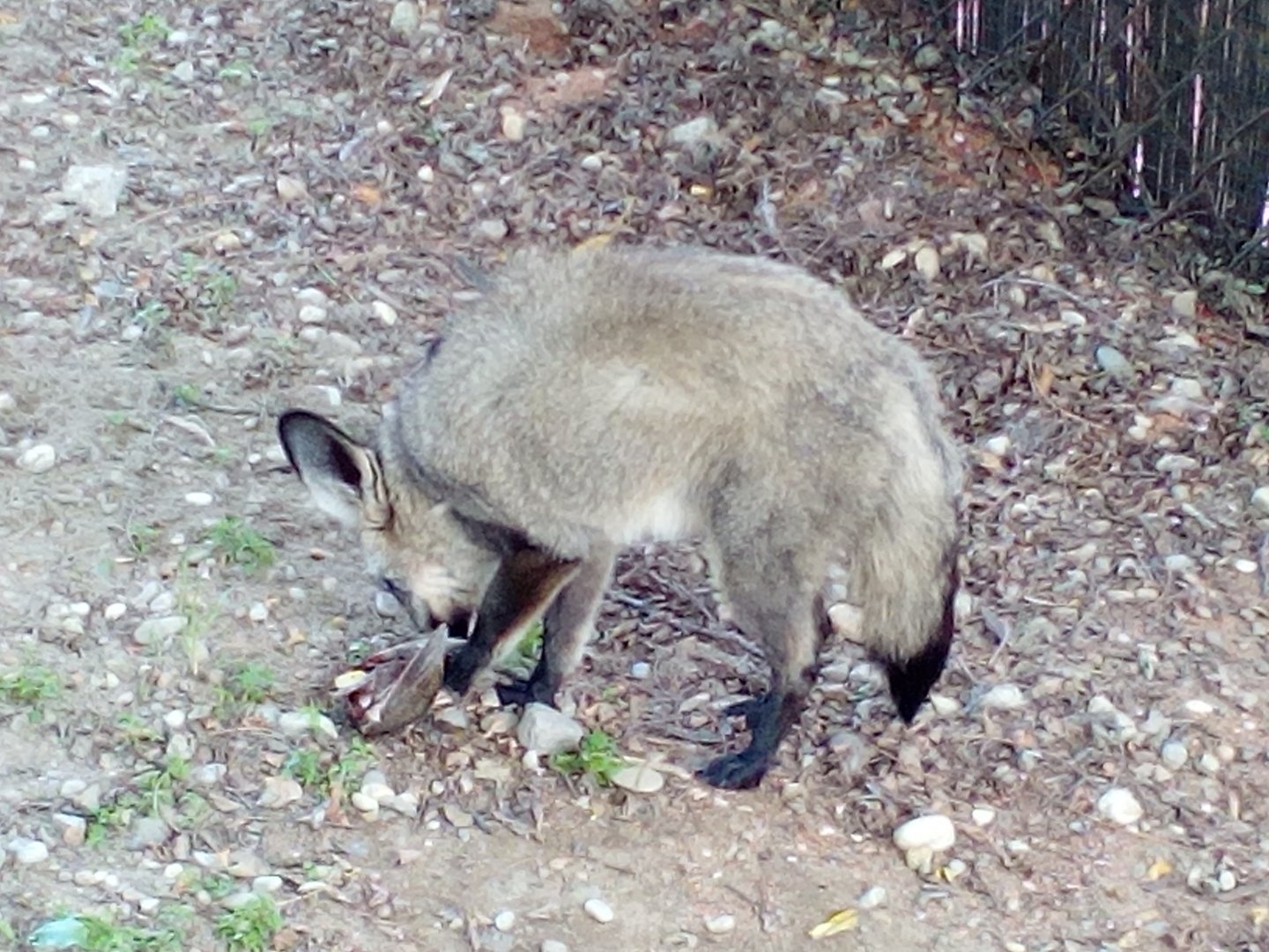 Bat-eared fox eating a bird-9/23