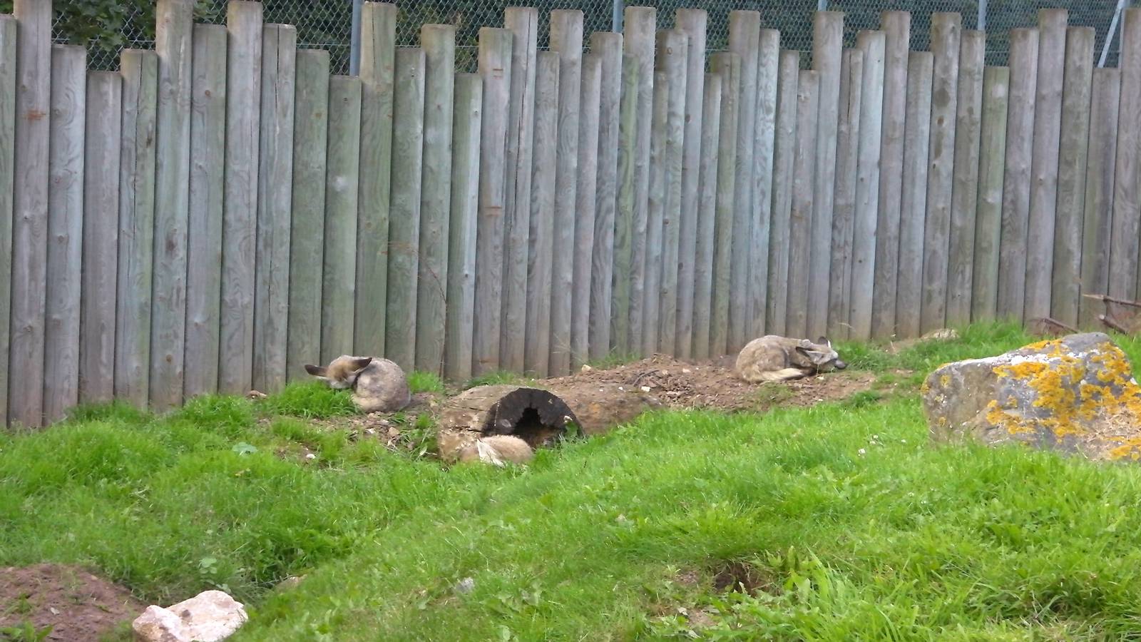 Bat Eared Fox Enclosure- 27.07.2011