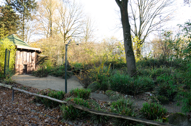 Bat-eared fox enclosure at Dortmund