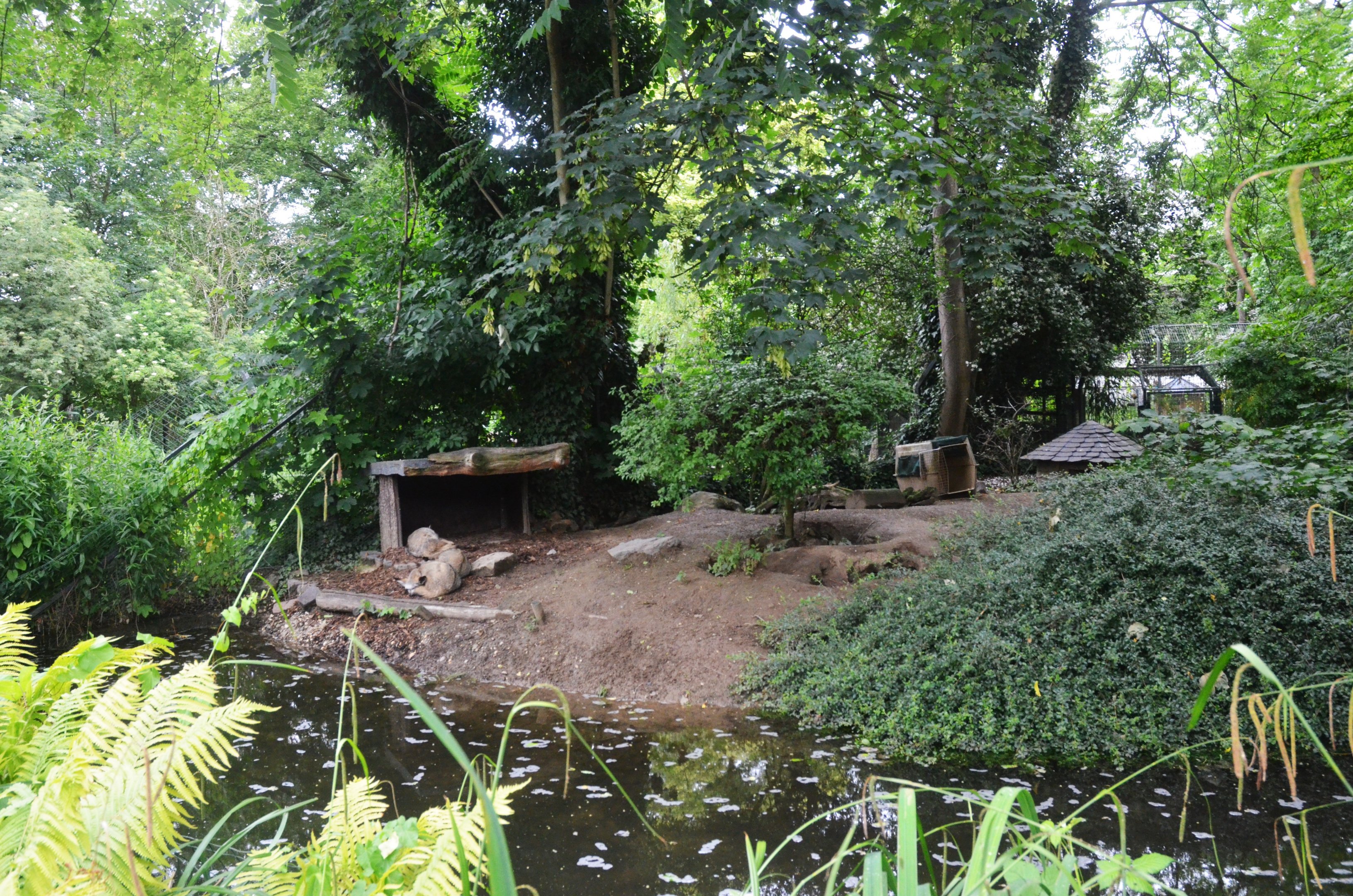 Bat-eared Fox Enclosure at Krefeld, 15/06/19