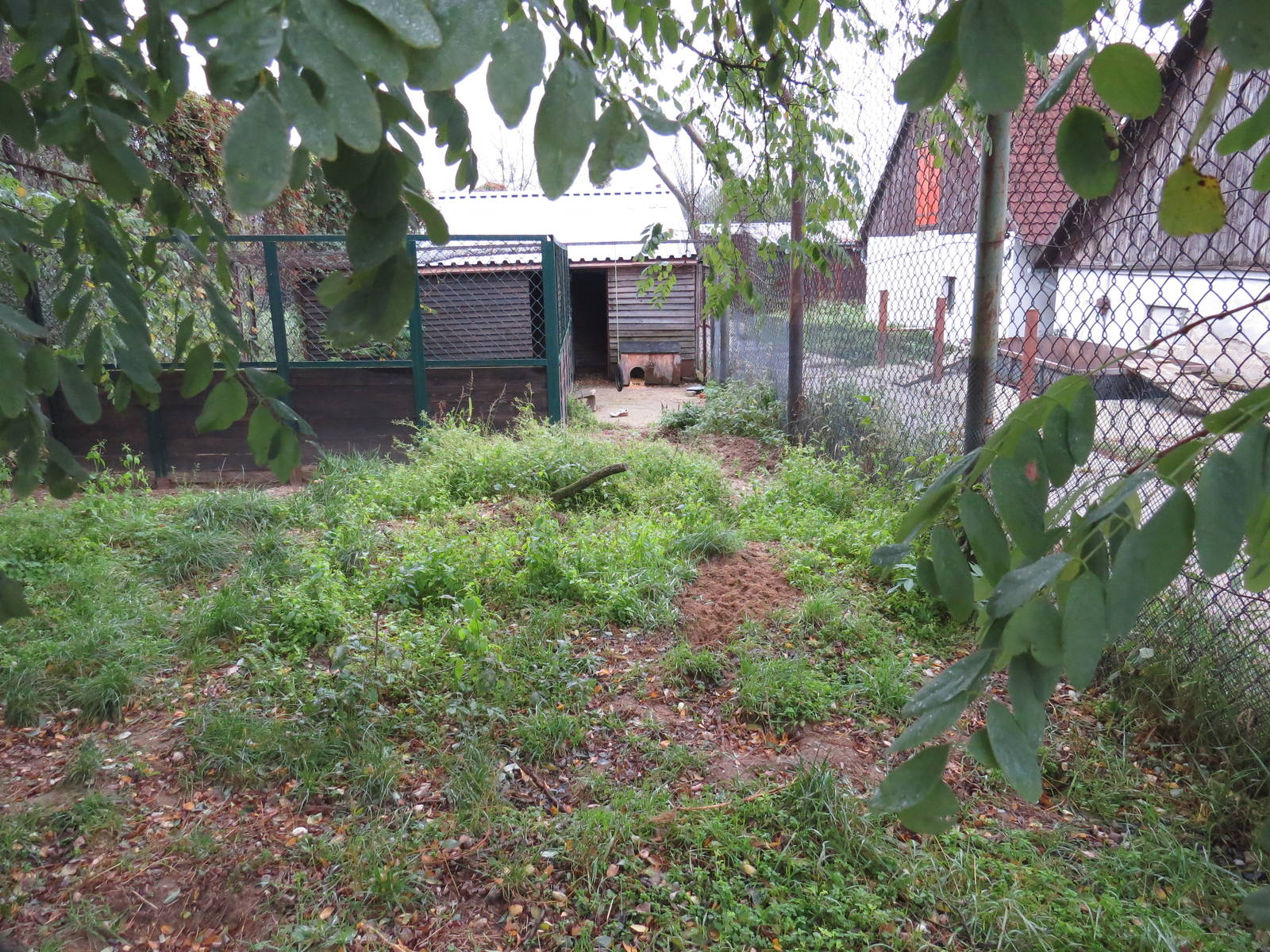 Bat-eared fox enclosure, October 2014.