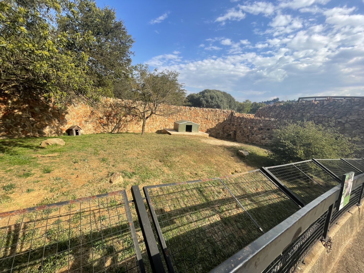 Bat-Eared Fox Enclosure (Otocyon megalotis)