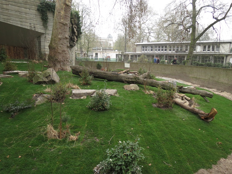 Bat-eared Fox Enclosure