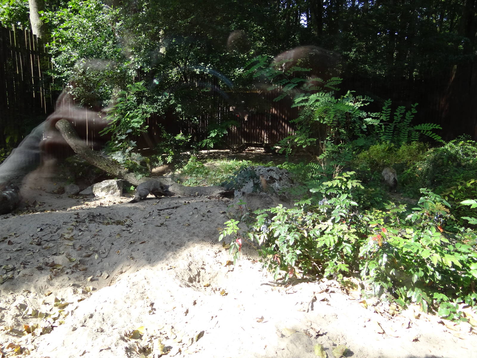 Bat-eared Fox enclosure