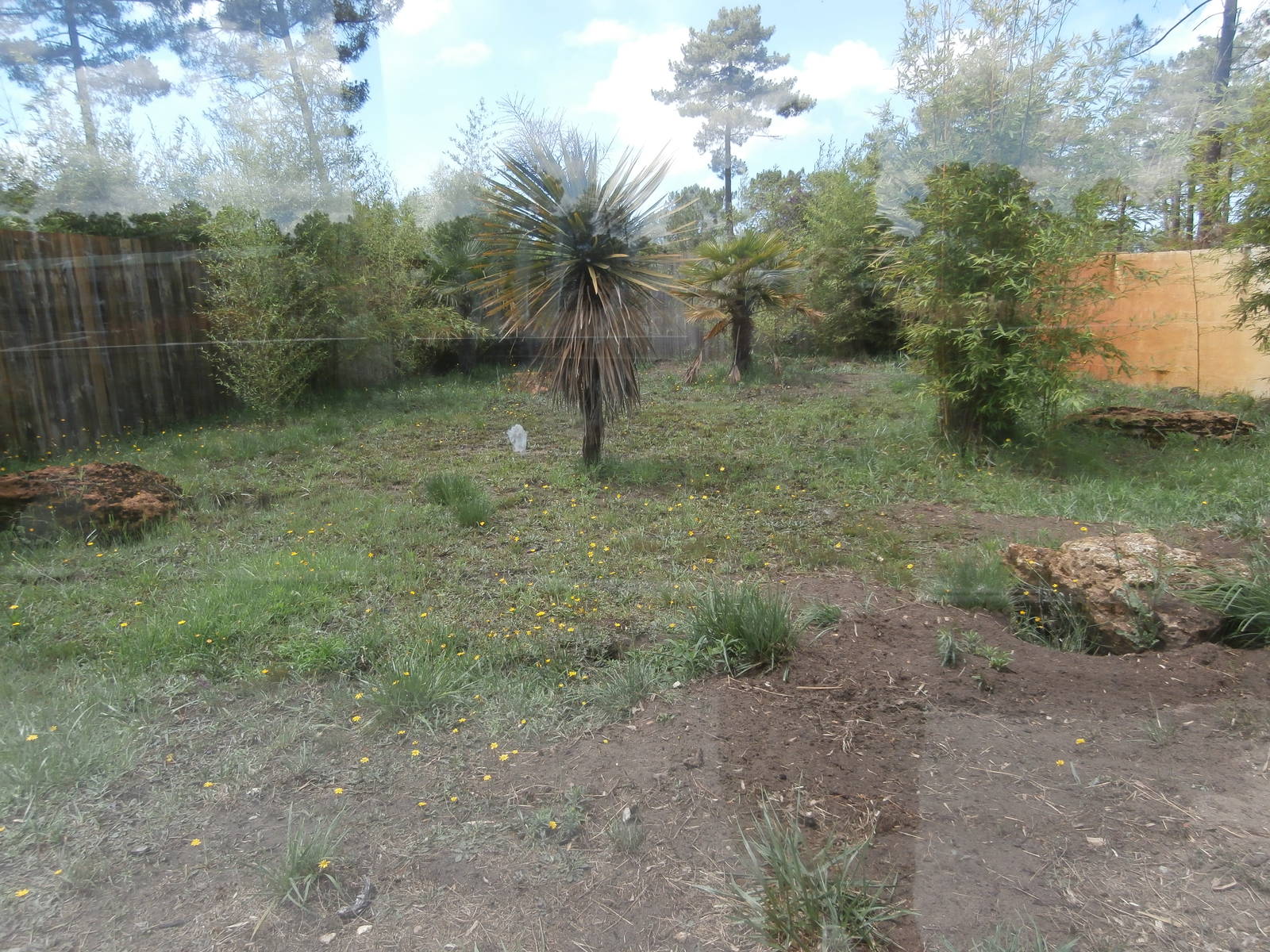 Bat-eared fox enclosure