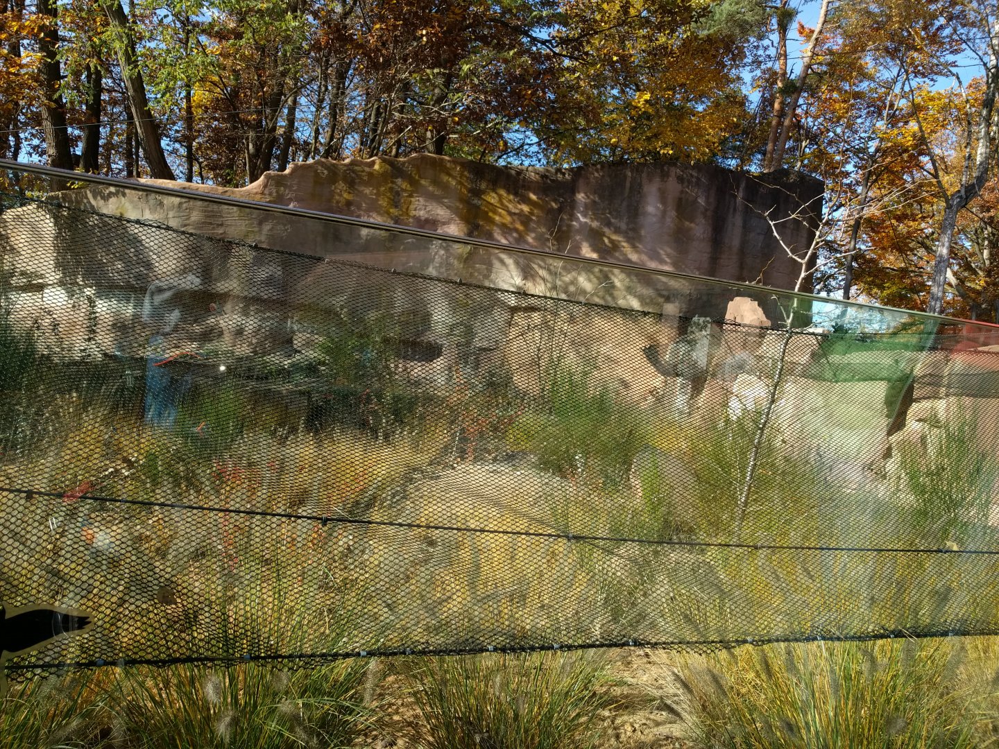 Bat Eared Fox Enclosure