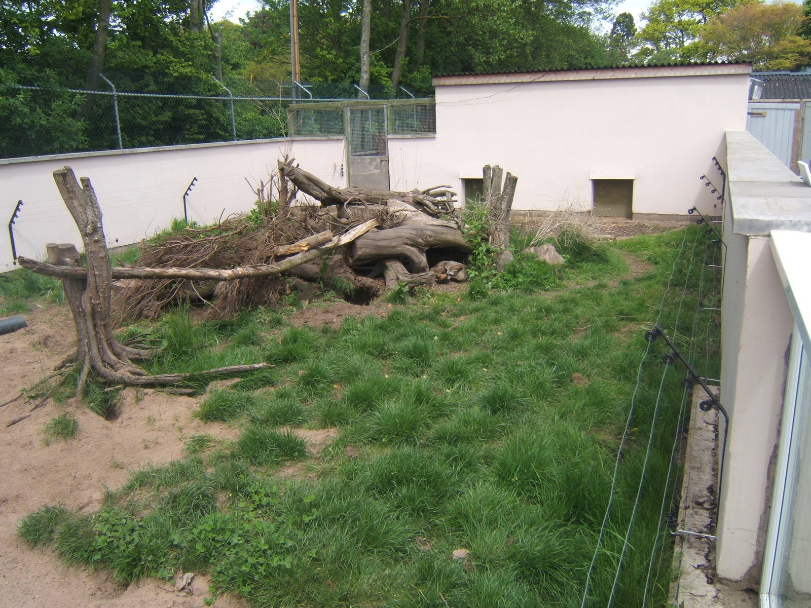 Bat-eared Fox enclosure