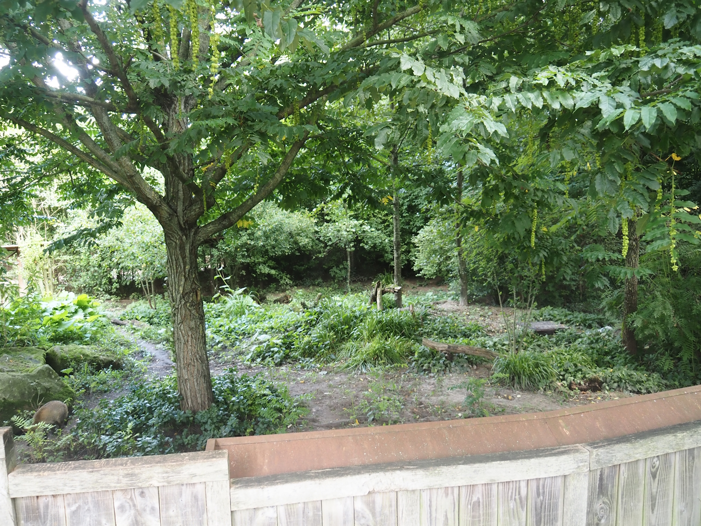 Bat-eared fox exhibit, 2024-08-21