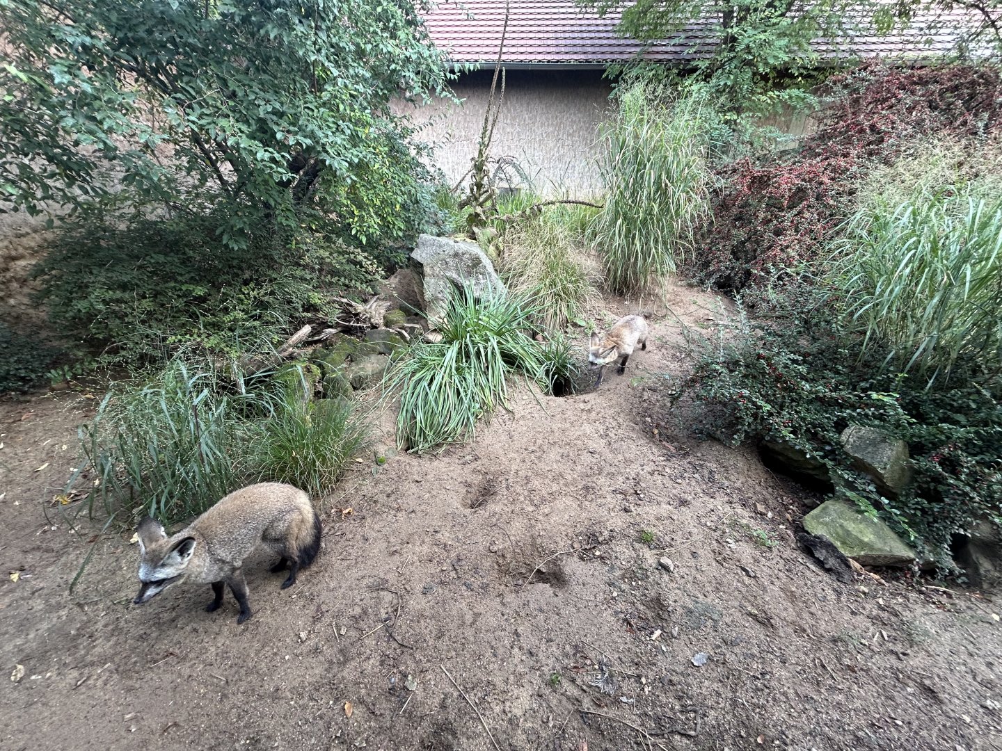 Bat-Eared Fox Exhibit - Africa Up Close
