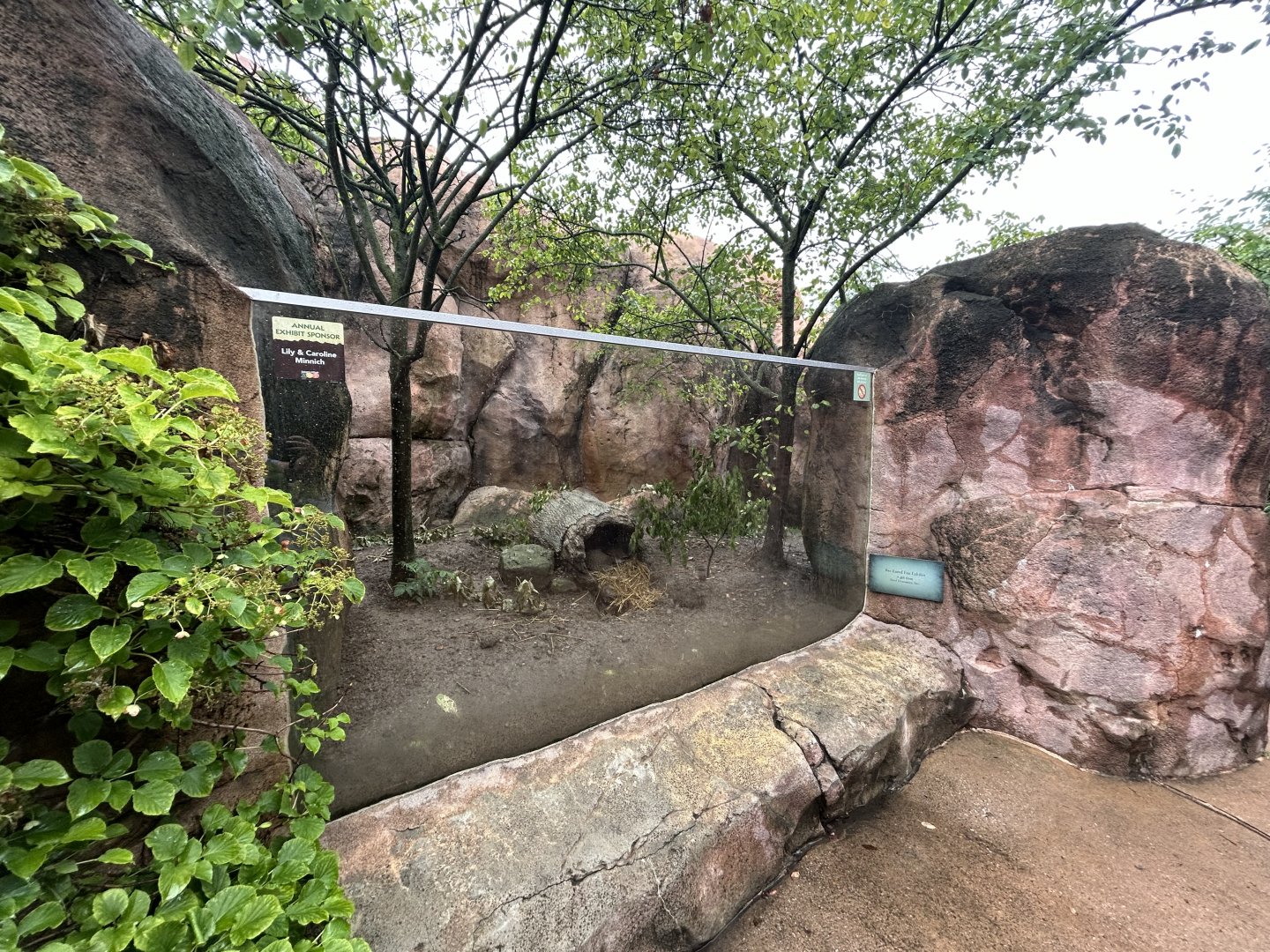 Bat-eared Fox Exhibit - African Journey