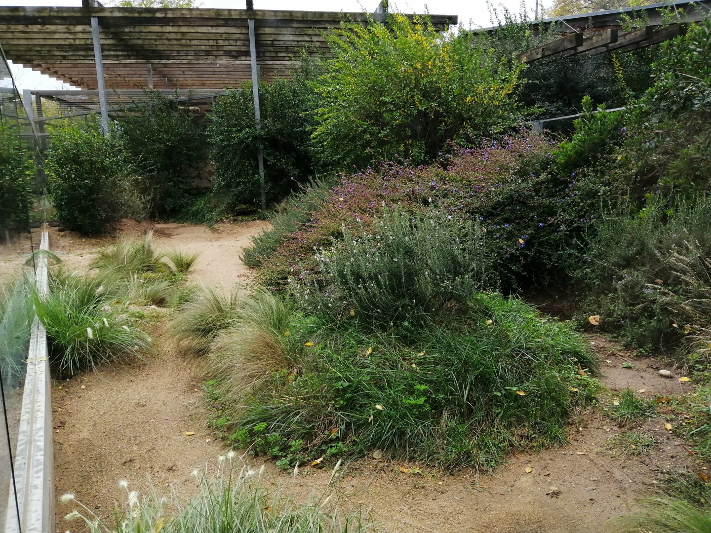 Bat-eared Fox Exhibit arround the African Savana