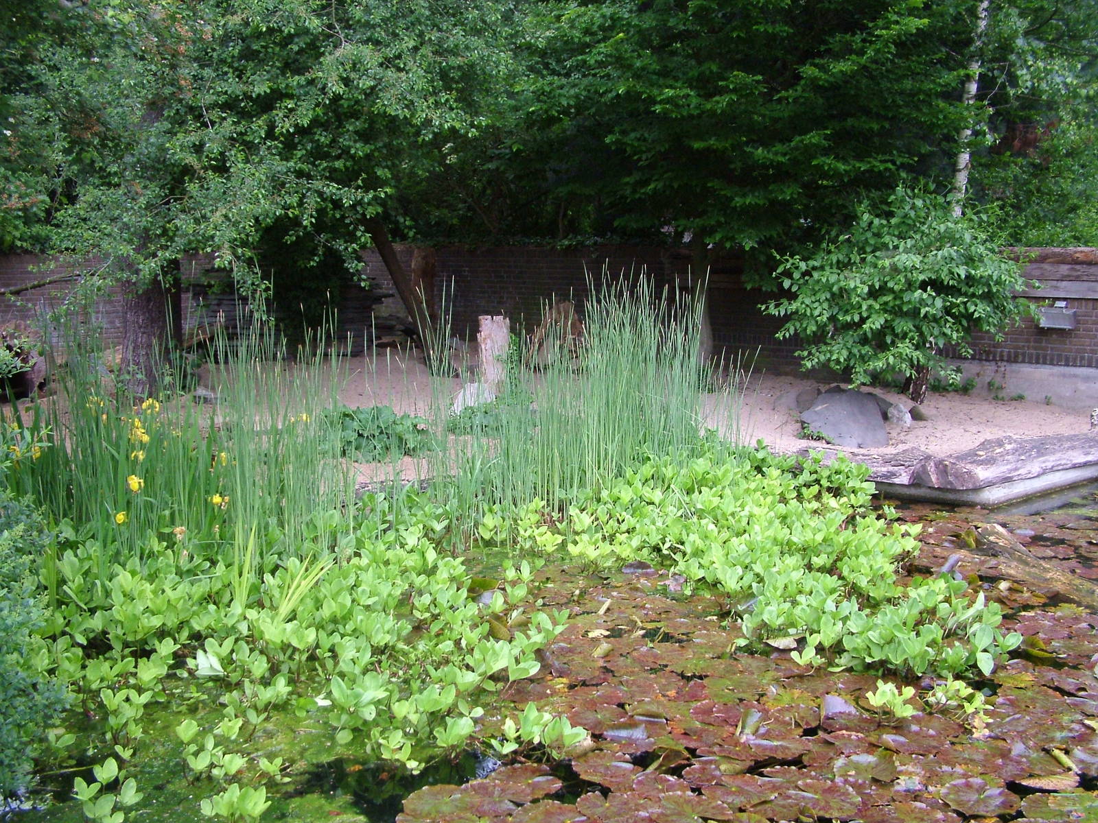 Bat-eared Fox exhibit at Krefeld 15/05/09