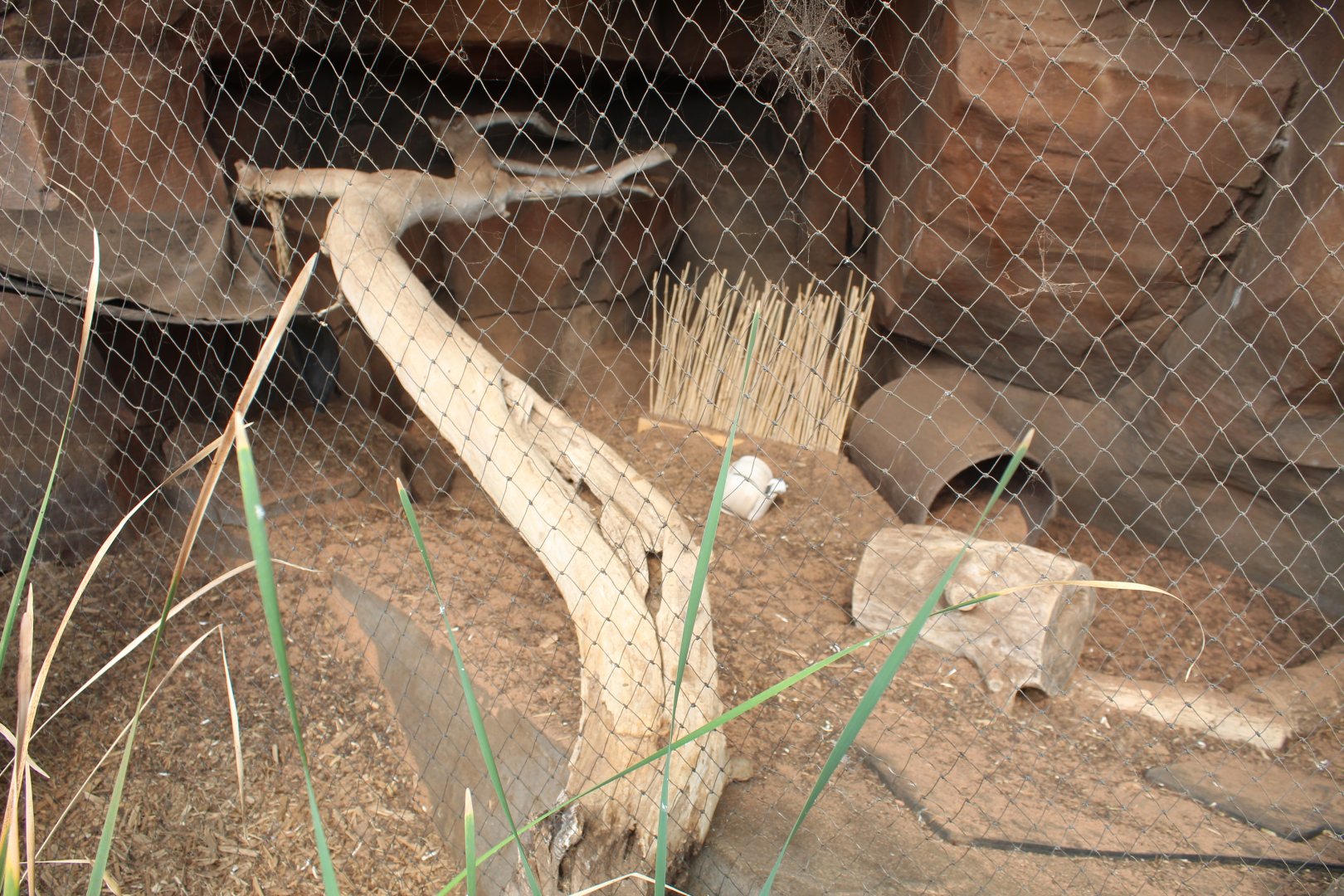 Bat-Eared Fox Exhibit - Desert Dome