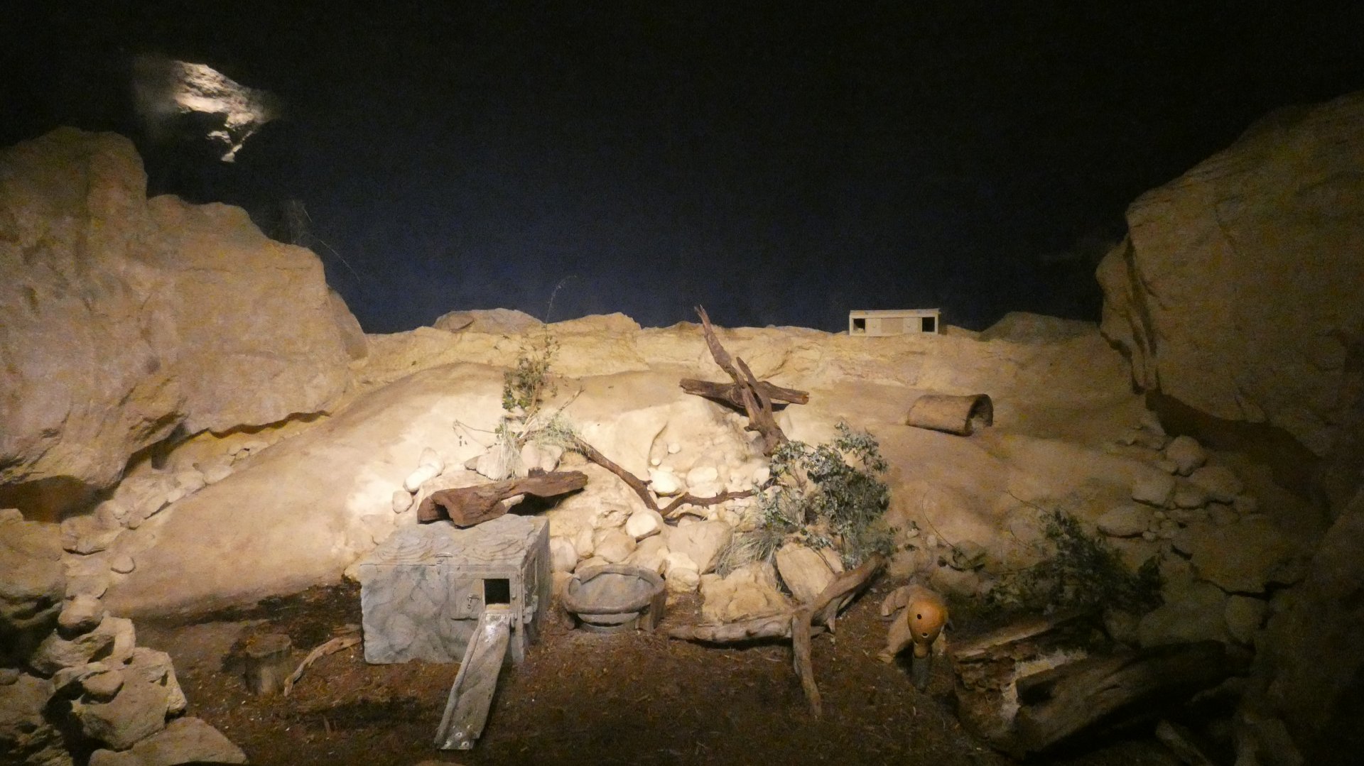 Bat Eared Fox Exhibit, Desert's Edge - Sep. 2021