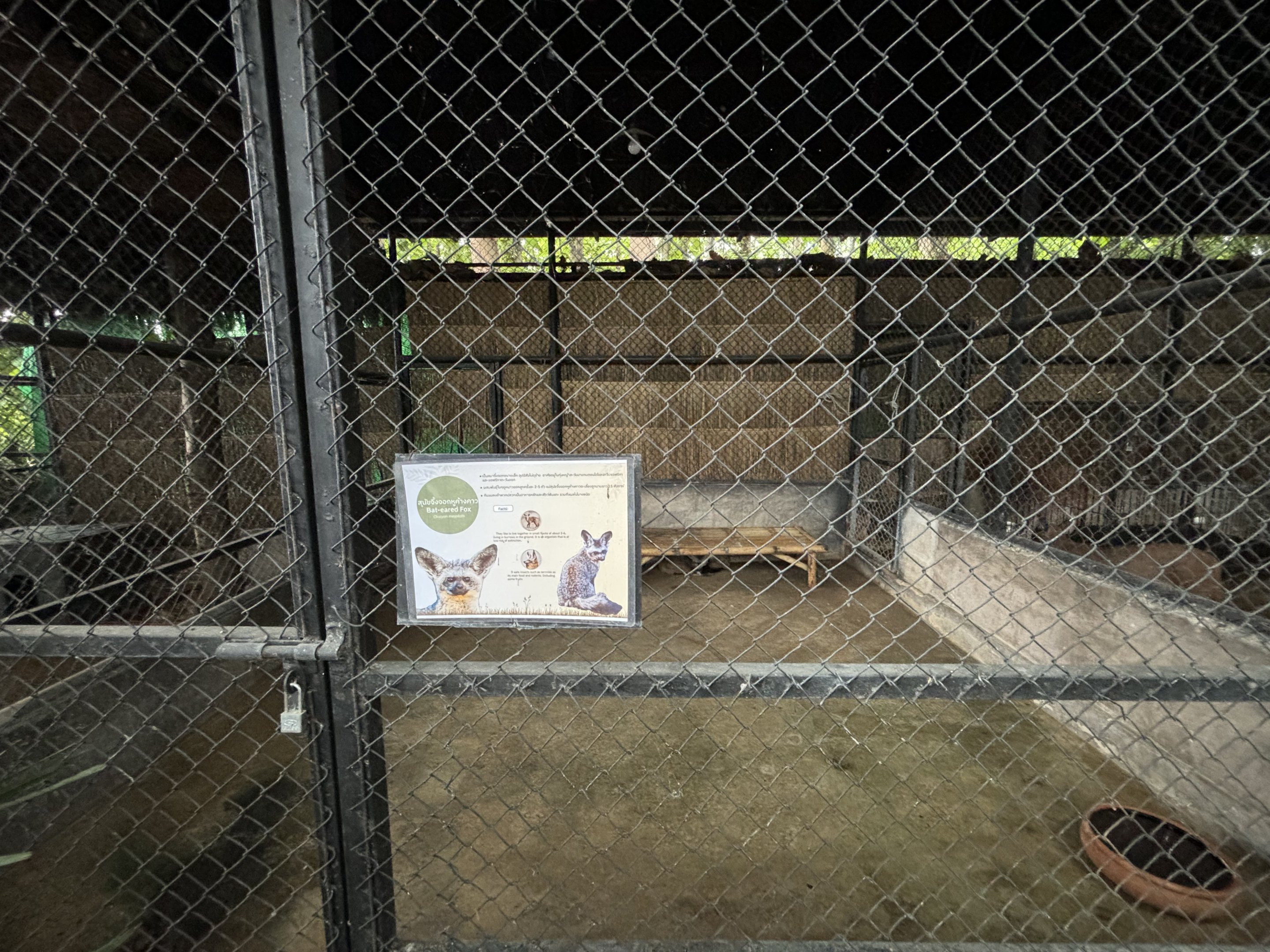Bat-eared Fox Exhibit - Lanna Mini Zoo