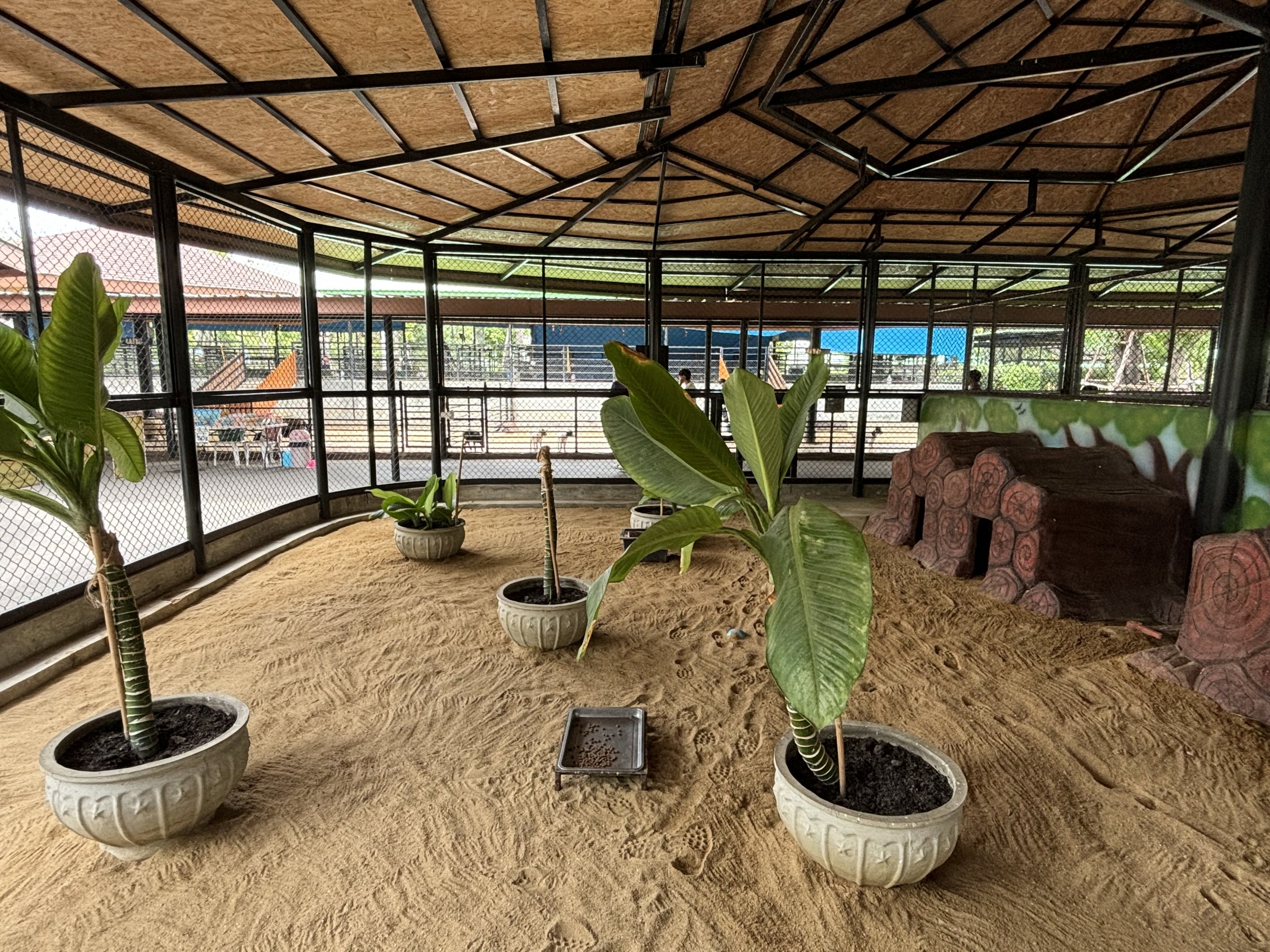 Bat-eared Fox Exhibit - Lion Park