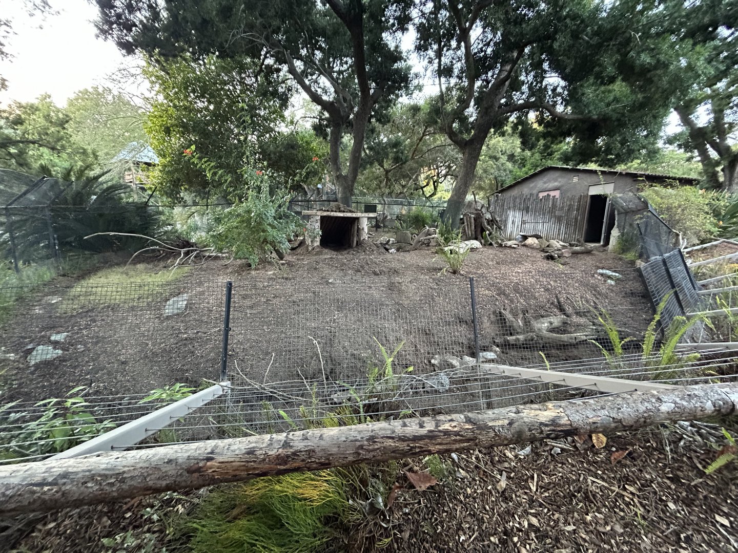 Bat-eared Fox Exhibit - Nairobi Village
