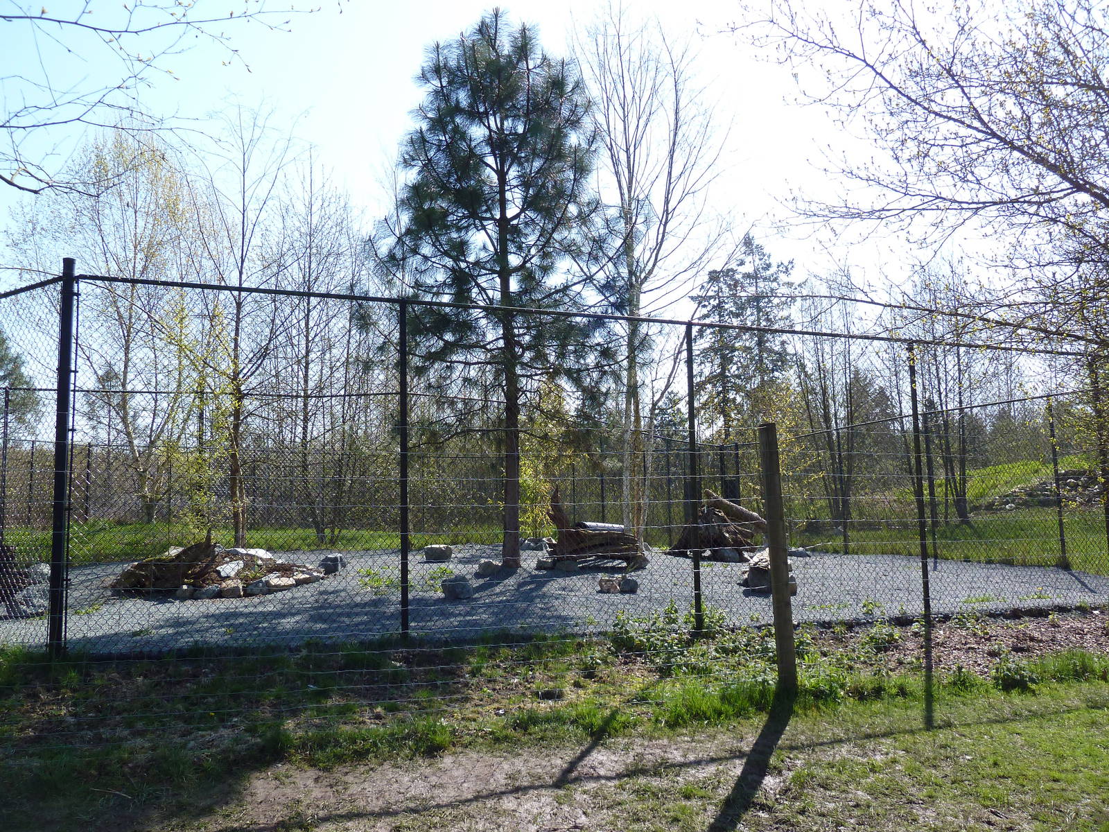Bat-Eared Fox Exhibit - New In 2011