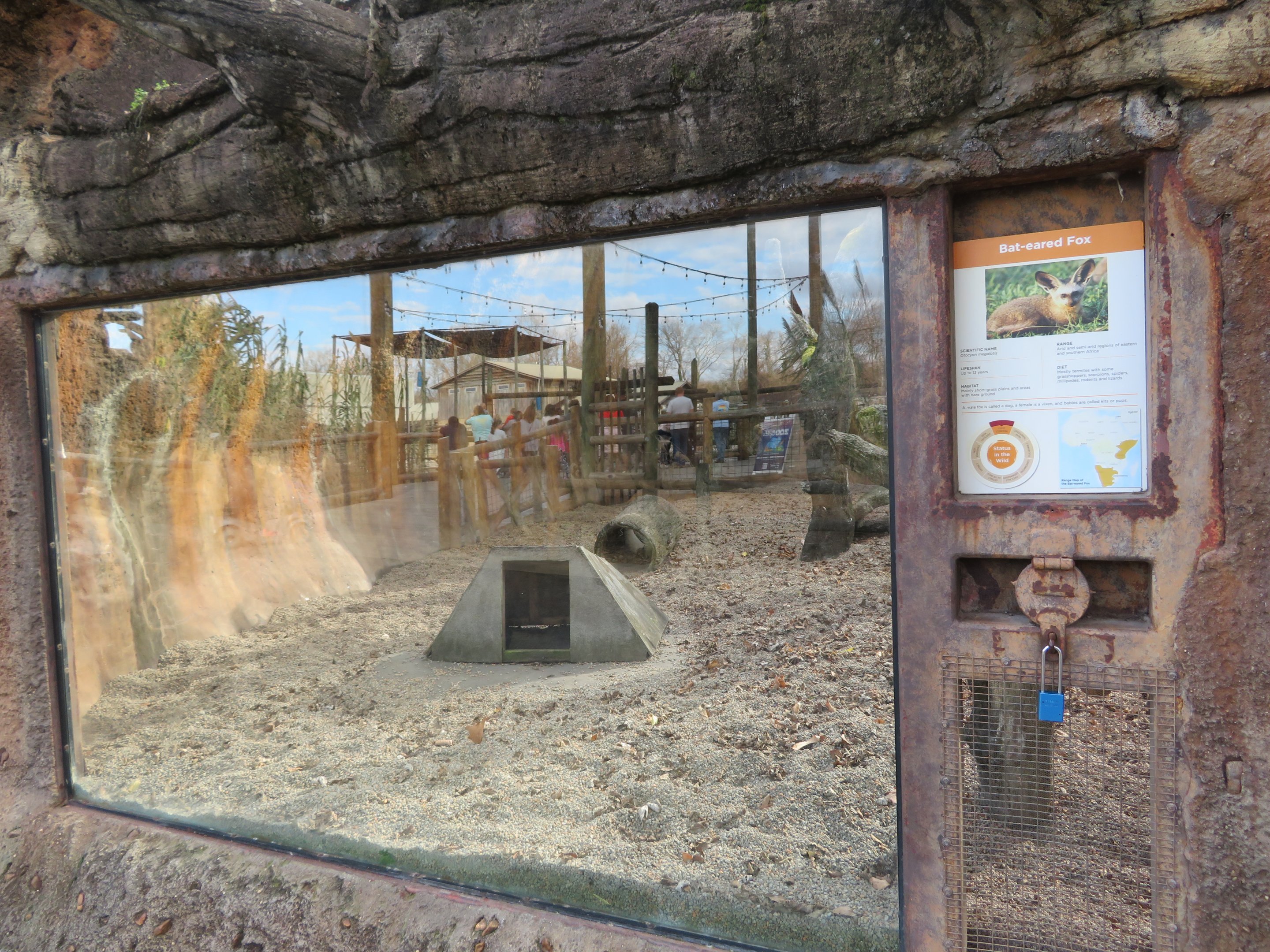 Bat-eared Fox Exhibit (Part)