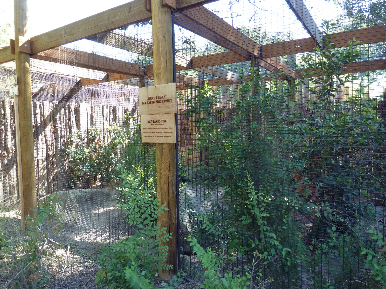 Bat-Eared Fox Exhibit