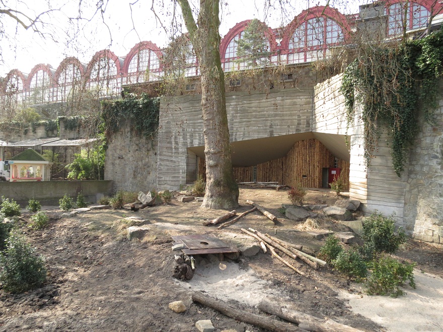 Bat-eared fox Exhibit