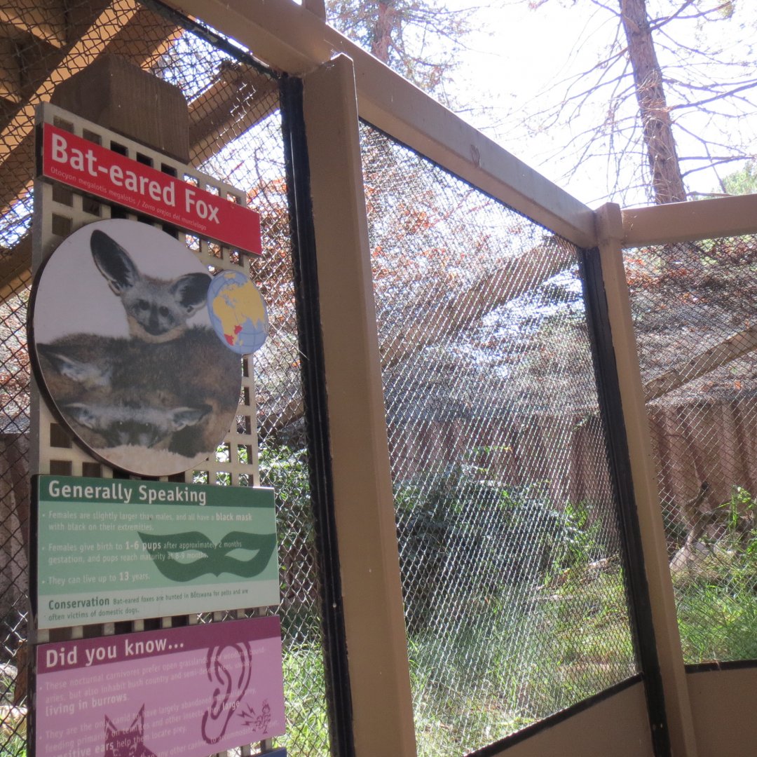 Bat Eared Fox Exhibit