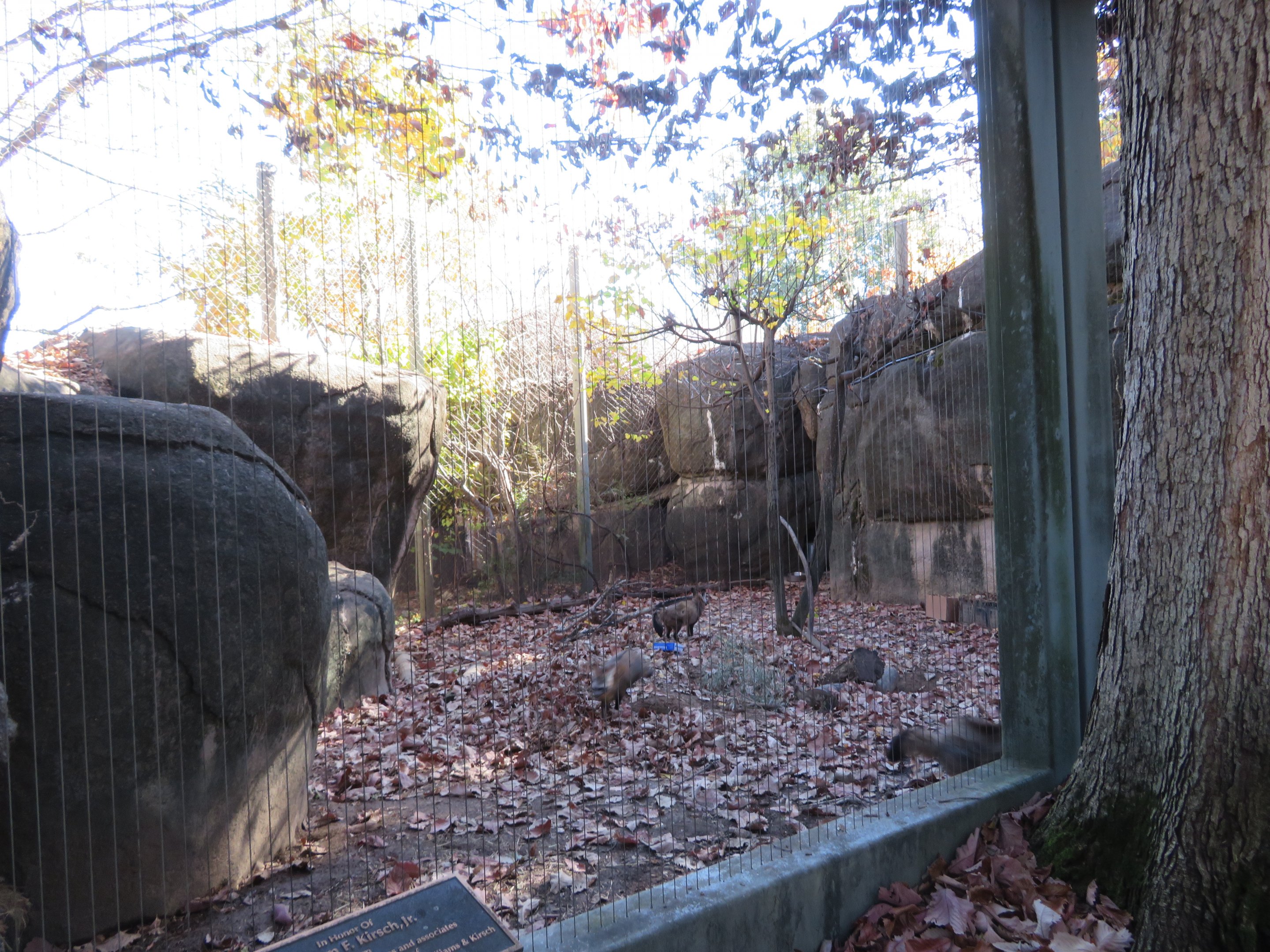 Bat-eared Fox Exhibit