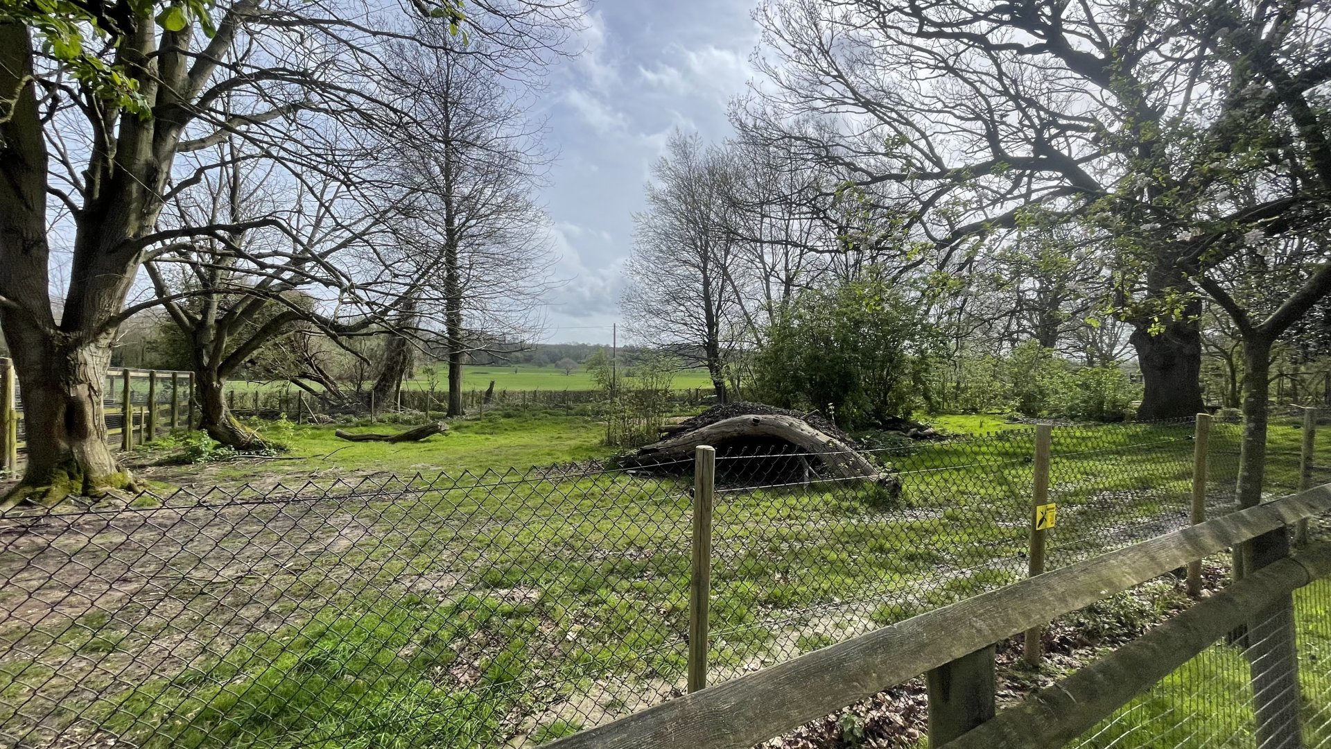 Bat eared fox exhibit