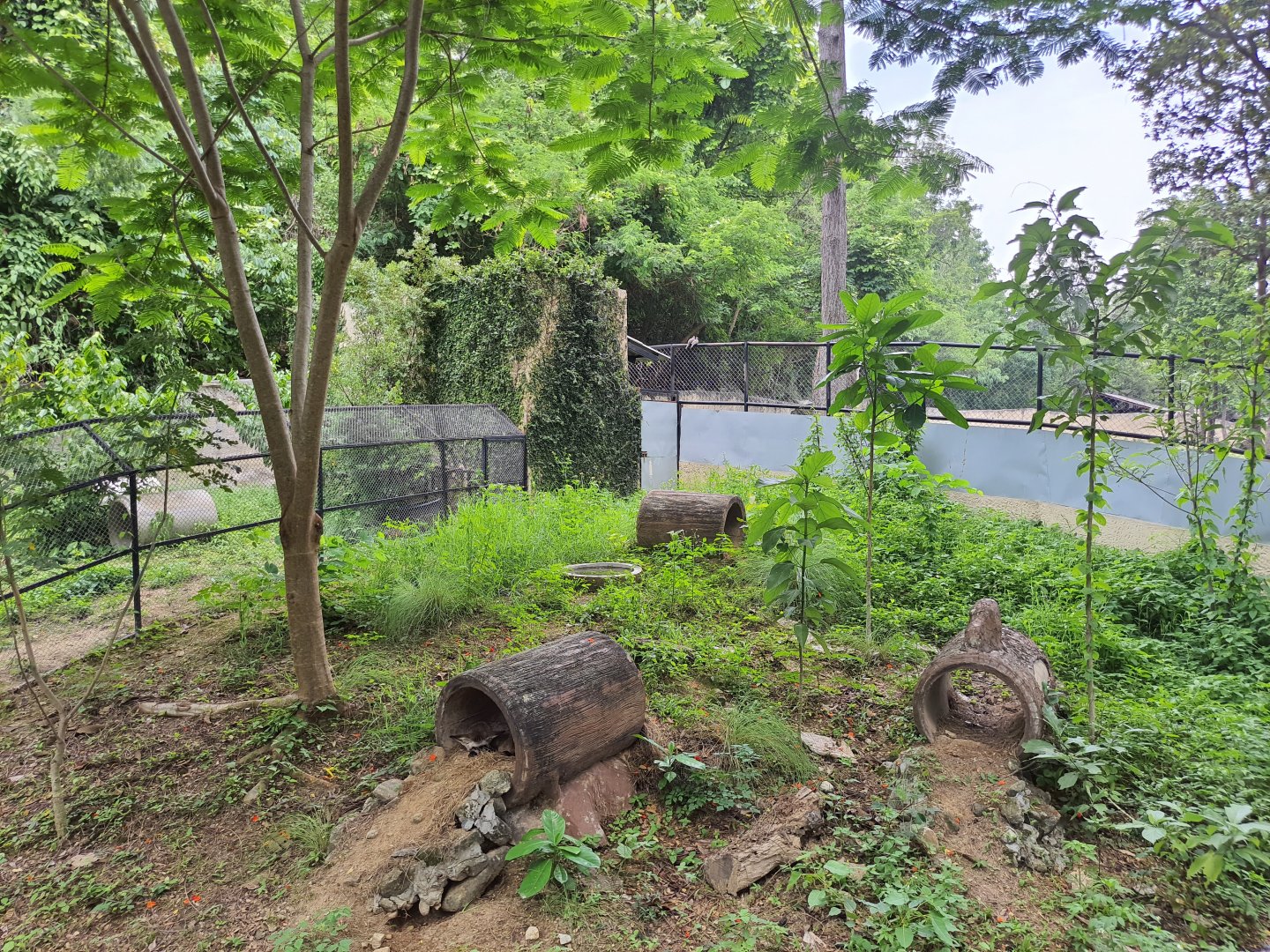 Bat Eared Fox exhibit