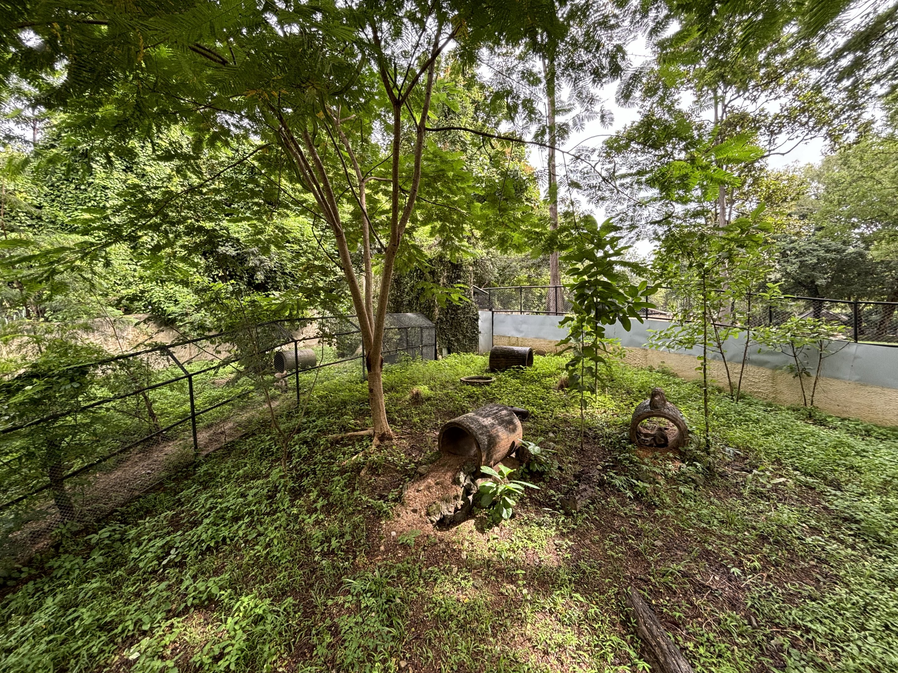 Bat-eared Fox Exhibit