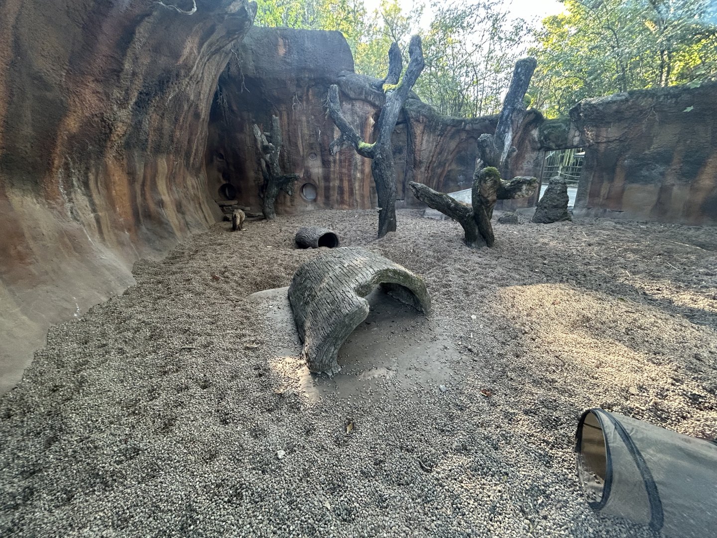 Bat-eared Fox Exhibit
