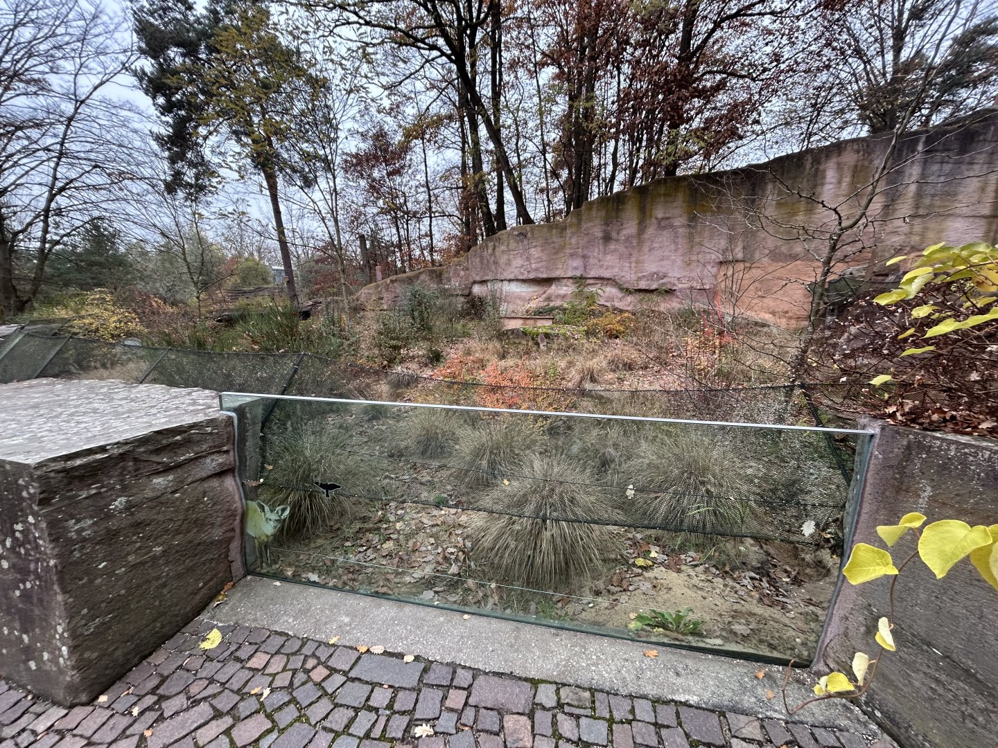 Bat-eared Fox Exhibit