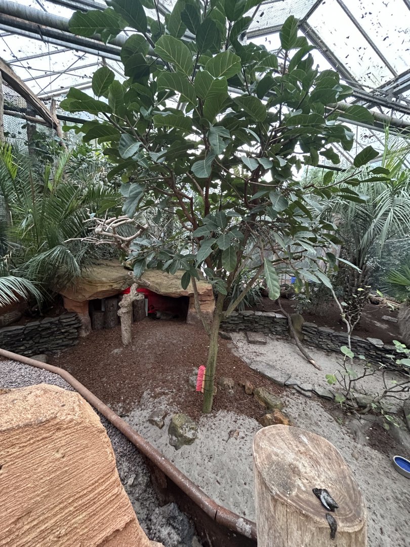 Bat-eared fox exhibit