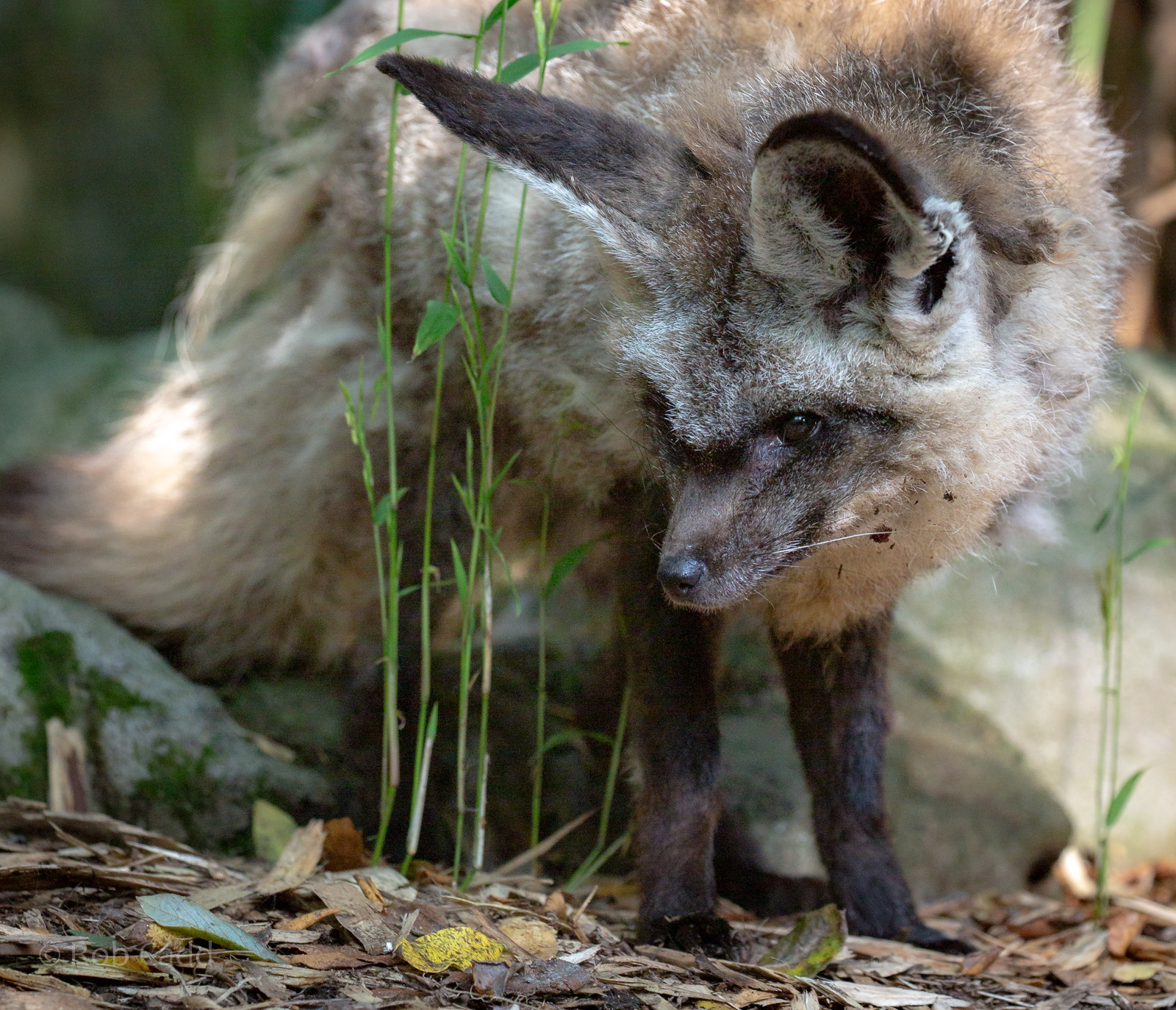 Bat-eared fox : Exmoor Zoo : 16 Sep 2020