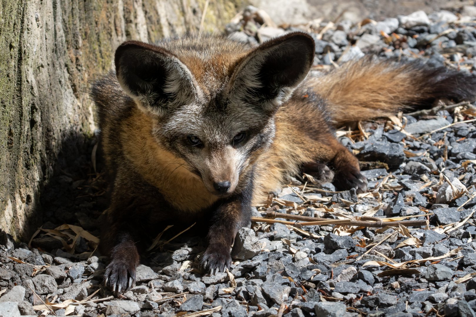 Bat-eared Fox / Exmoor Zoo / 19-5-21