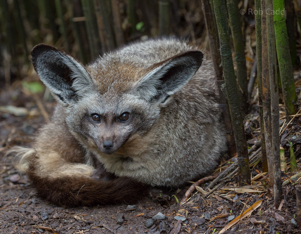 Bat-eared fox : Exmoor Zoo : 22 May 2015