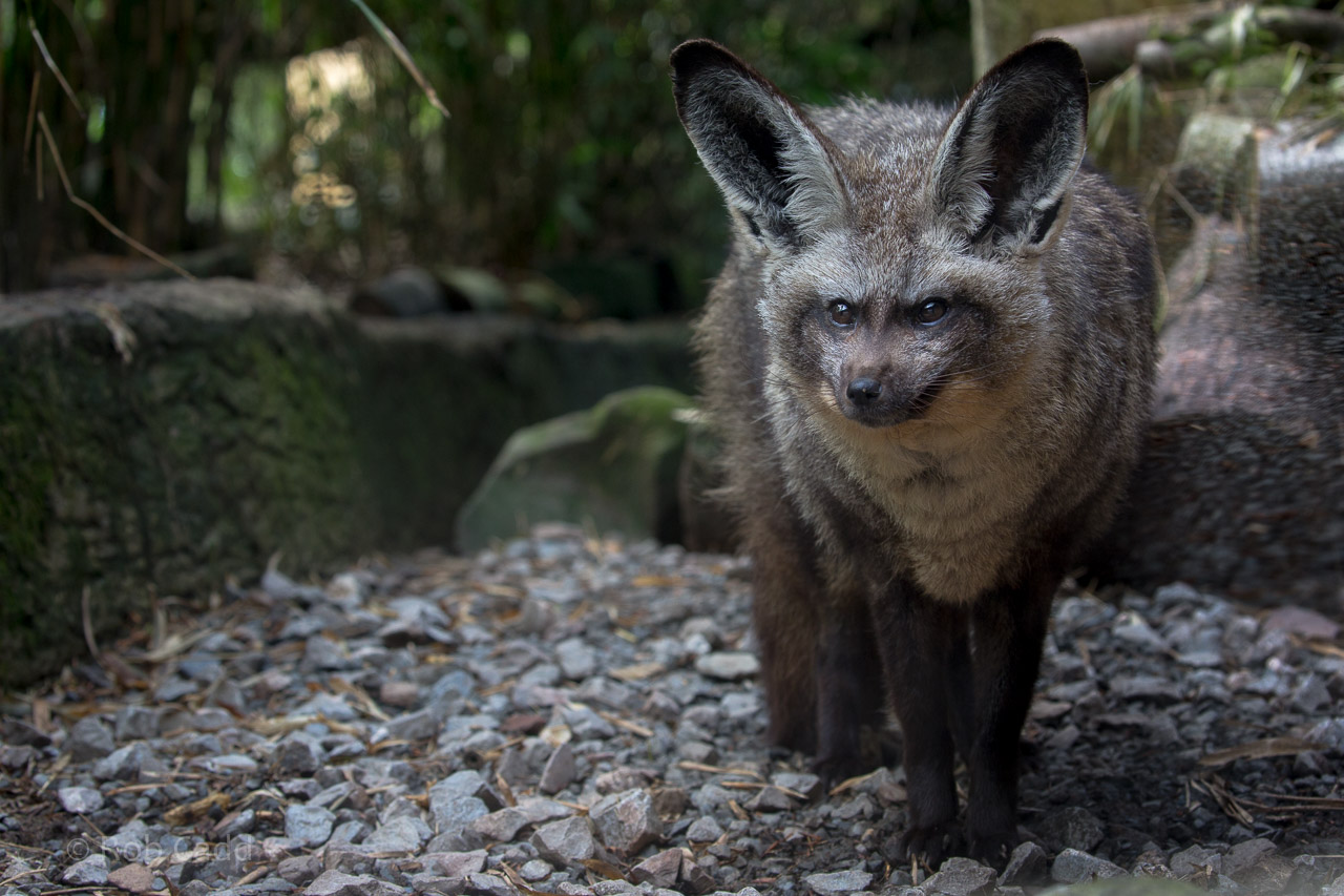 Bat-eared fox : Exmoor Zoo : 22 May 2015