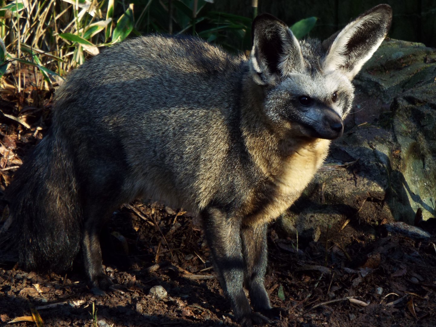 Bat-eared Fox, Exmoor Zoo