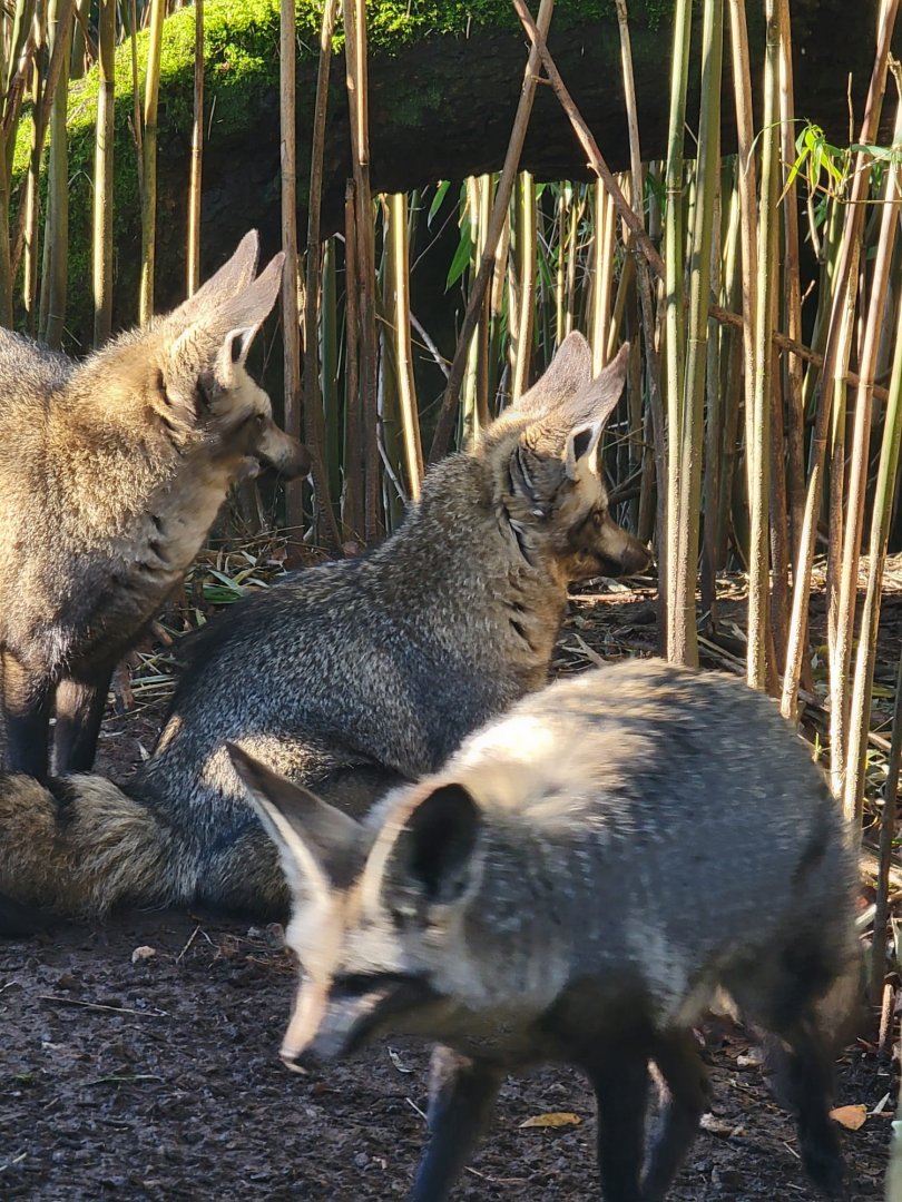 Bat-Eared Fox family